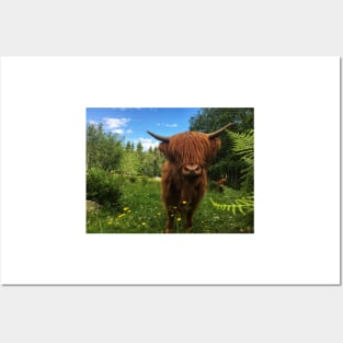 Scottish Highland Cattle Calf 2032 Posters and Art